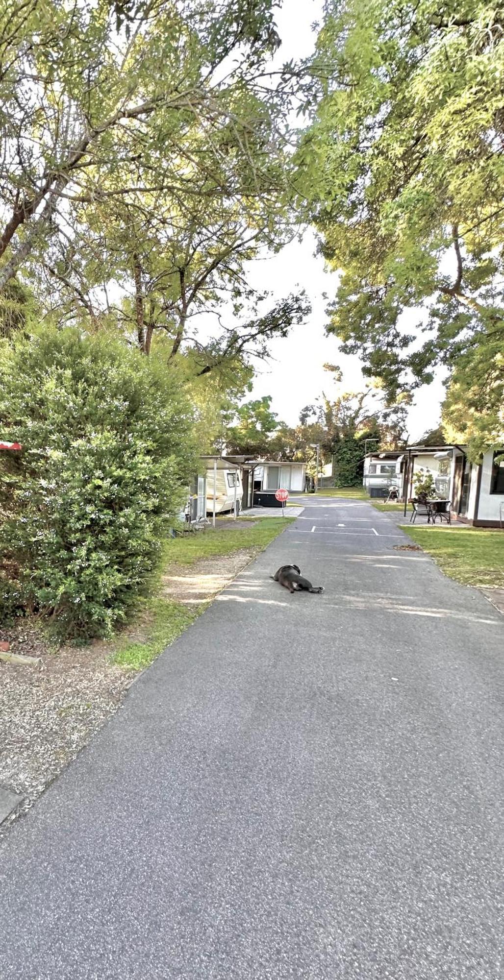 Mornington Peninsula Retro Caravans Rye Exterior photo